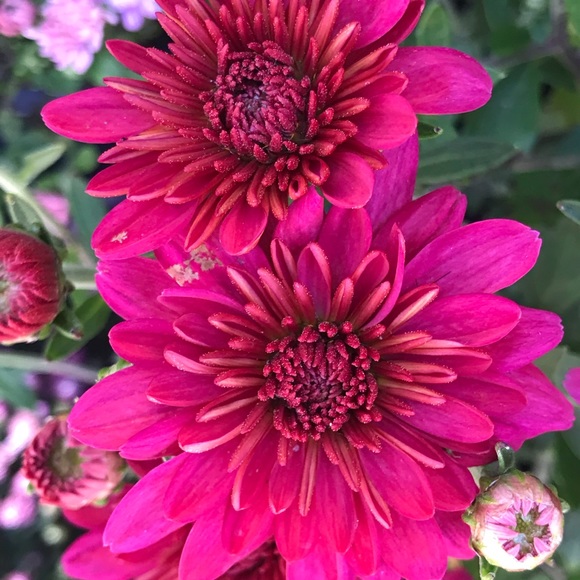 Meet your Posher, Hilary - Picture 1 of 1